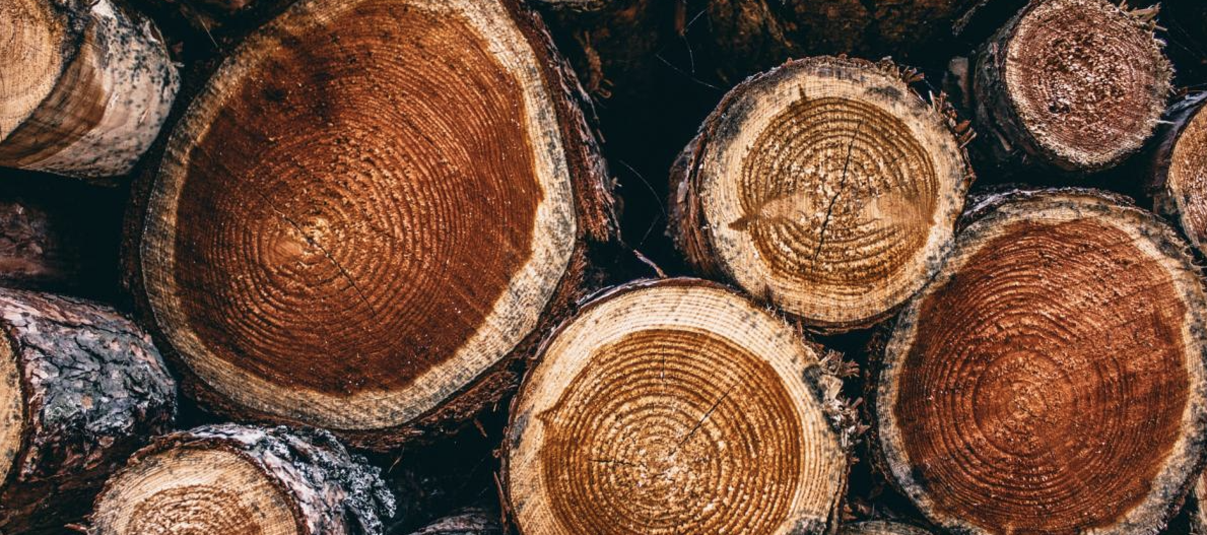 In Search of the Perfect Piece of Wood